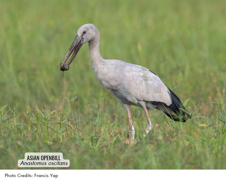 Asian Openbill (Anastomus oscitans)
